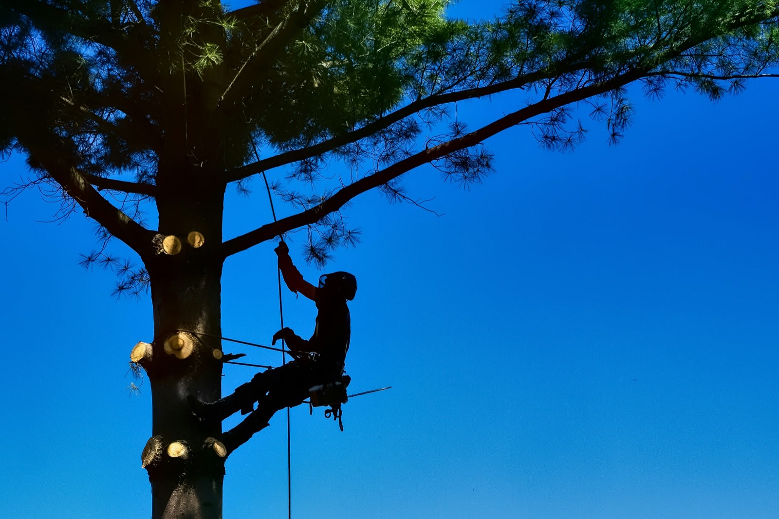 Brock's Tree Service crew at work in the St. Louis area