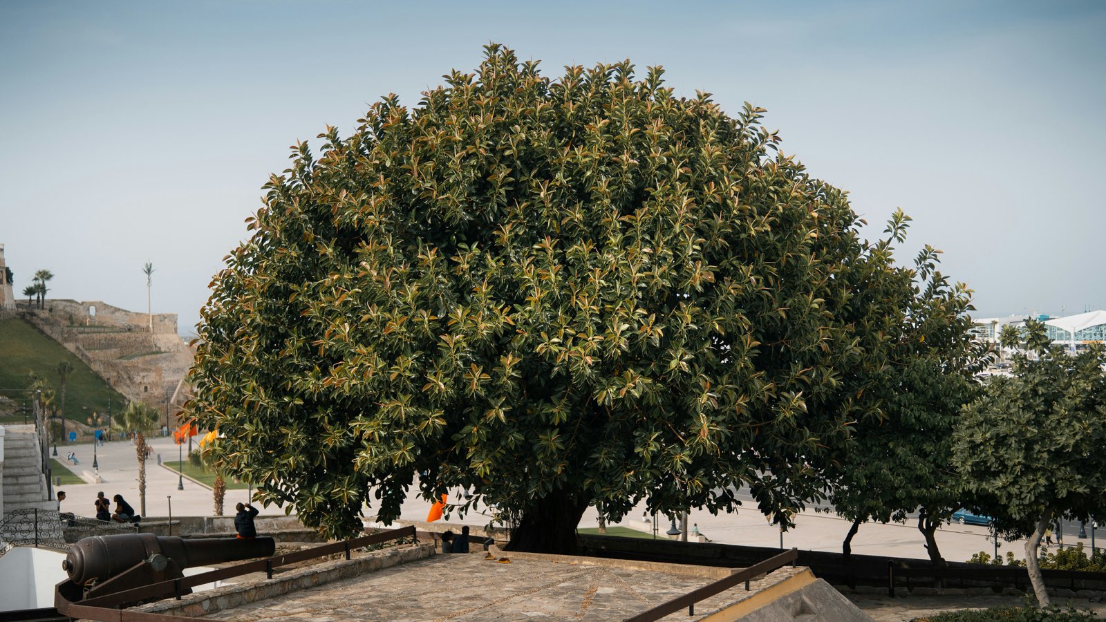 24-Hour Emergency Tree Service by Brock's Tree Service