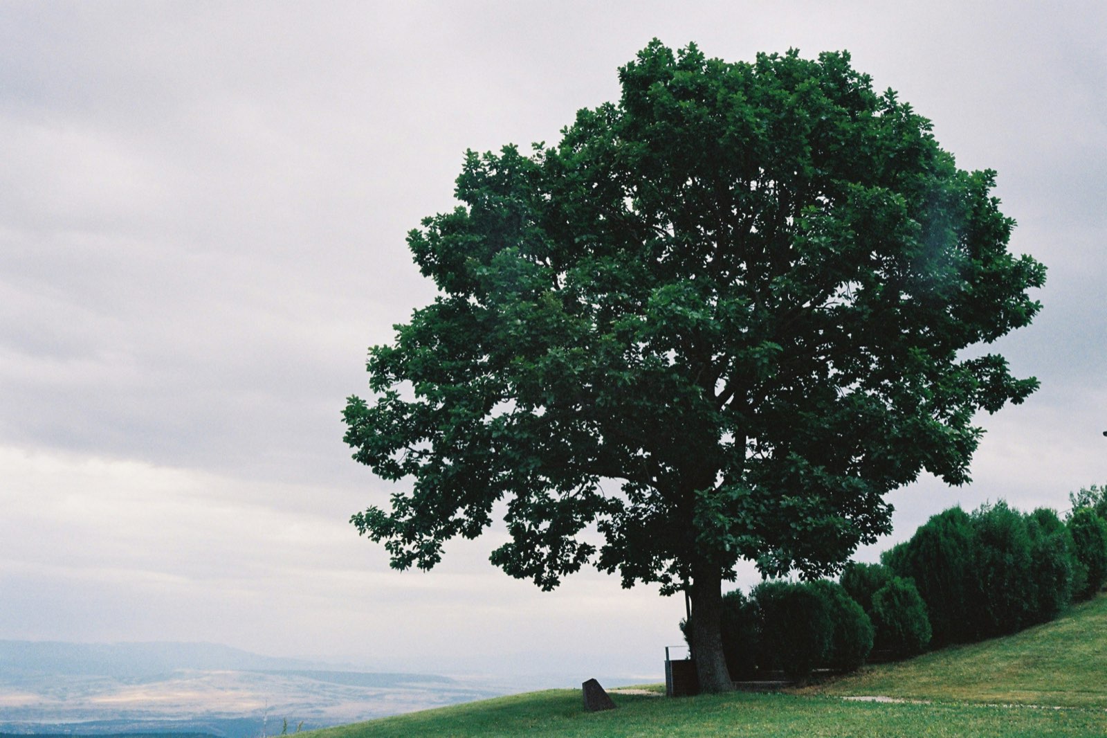 Tree Pruning and Crown Reduction by Brock's Tree Service