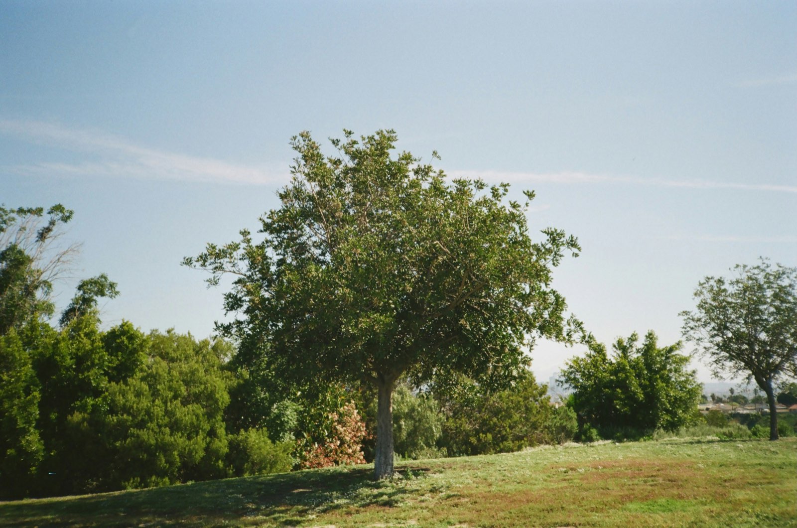 Stump Removal and Grinding by Brock's Tree Service