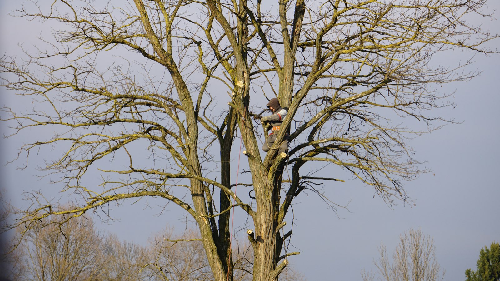 Tree Removal service by Brock's Tree Service