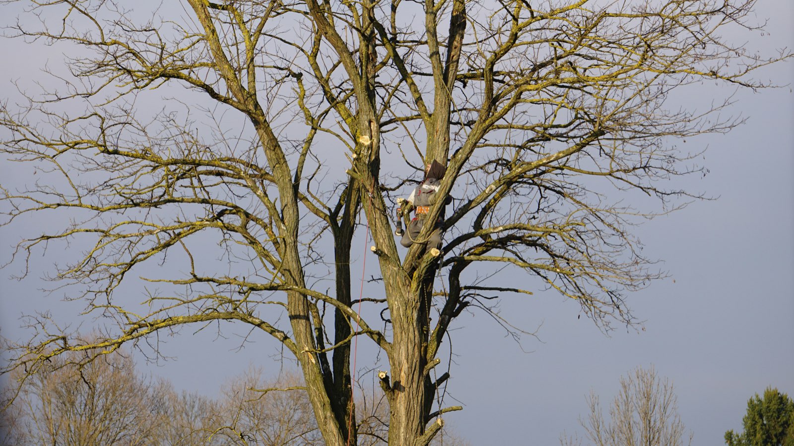 Tree Trimming by Brock's Tree Service